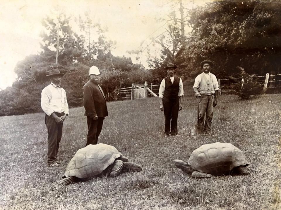 This historical photo taken in the late 1800s shows Jonathan, left, with another tortoise, now deceased. (Courtesy of Joe Hollins)