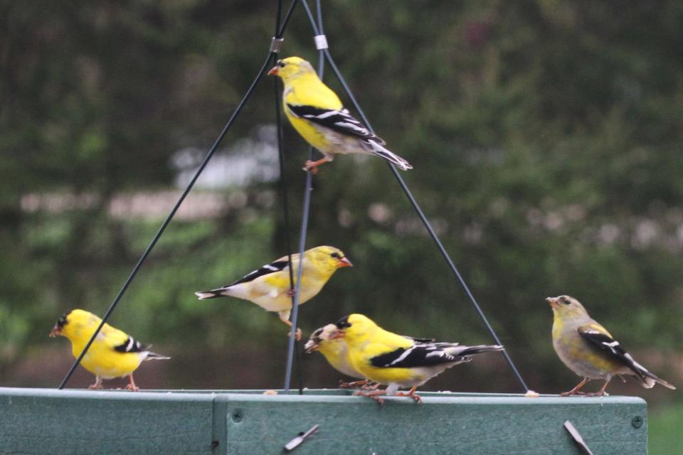 American goldfinches (five males and one female) were only a tiny part of the mobs of goldfinches visiting area feeders during migration.