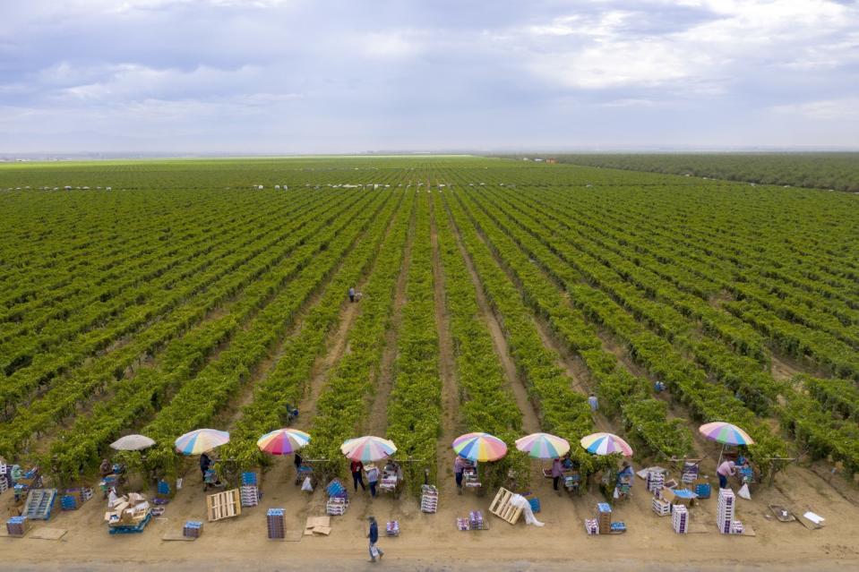 Rows of grapevines with a line of umbrellas at one end