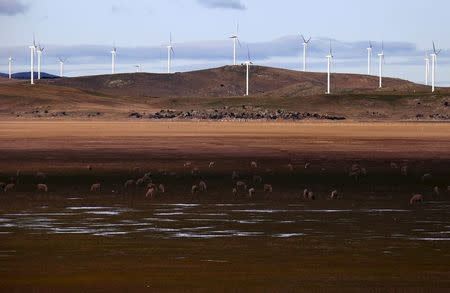 Sheep graze in front of wind turbines that are part of the Infigen Energy's Capital Windfarm located on the hills surrounding Lake George, near the Australian capital city of Canberra, Australia, July 17, 2015. REUTERS/David Gray