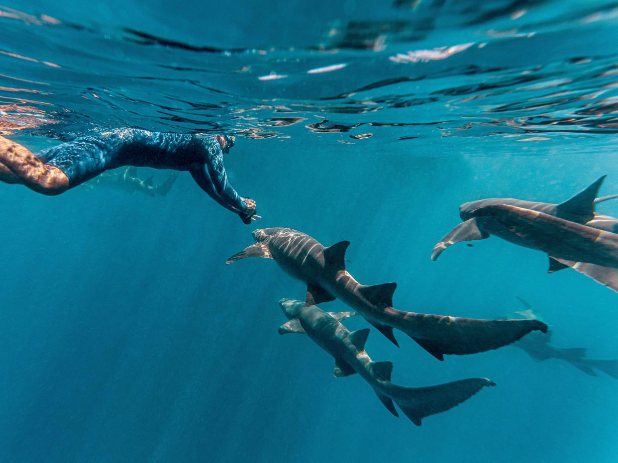 Young man swims with nurse sharks