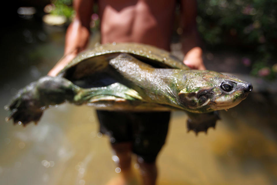 <p>Umweltschützer der Organisation „Future Green Foundation“ lassen 150 gefährdete Schildkröten am Fluss Cocorna in Kolumbien frei. Die Magdalena-Flussschildkröten sind durch die Zerstörung ihrer Lebensräume vom Aussterben bedroht. (Bild: Reuters) </p>
