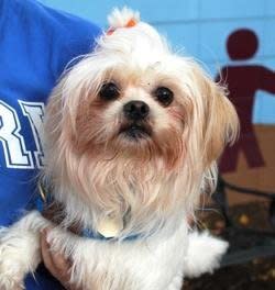 At 10 years old, Princess the Shih Tzu needs a comfy place to settle down in.   Princess still has plenty of spunk and enjoys dogs her size -- she has also lived with cats! She also loves meeting new people and kids, as long as they are gentle and not too rough with her.   The Providence Animal Rescue League thinks this girl would be the perfect addition to a family looking for a constant companion. Please give her a chance today!  Find out more <a href="http://parl.org/adopt/adoptable-dogs/princess" target="_blank">on Princess's adoption page</a>.