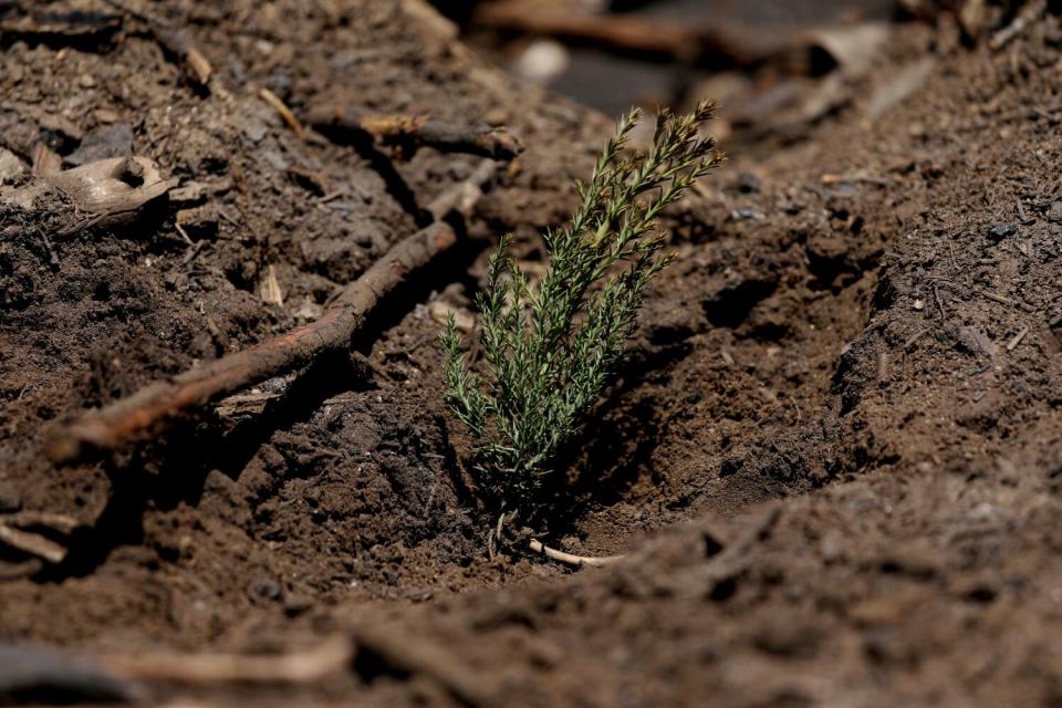 A tiny, green seedling rises from loamy soil.