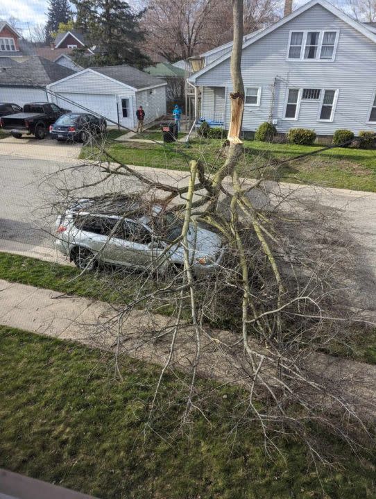 A downed tree in Wyoming on April 12, 2024. (Courtesy Mallory Szymczak)