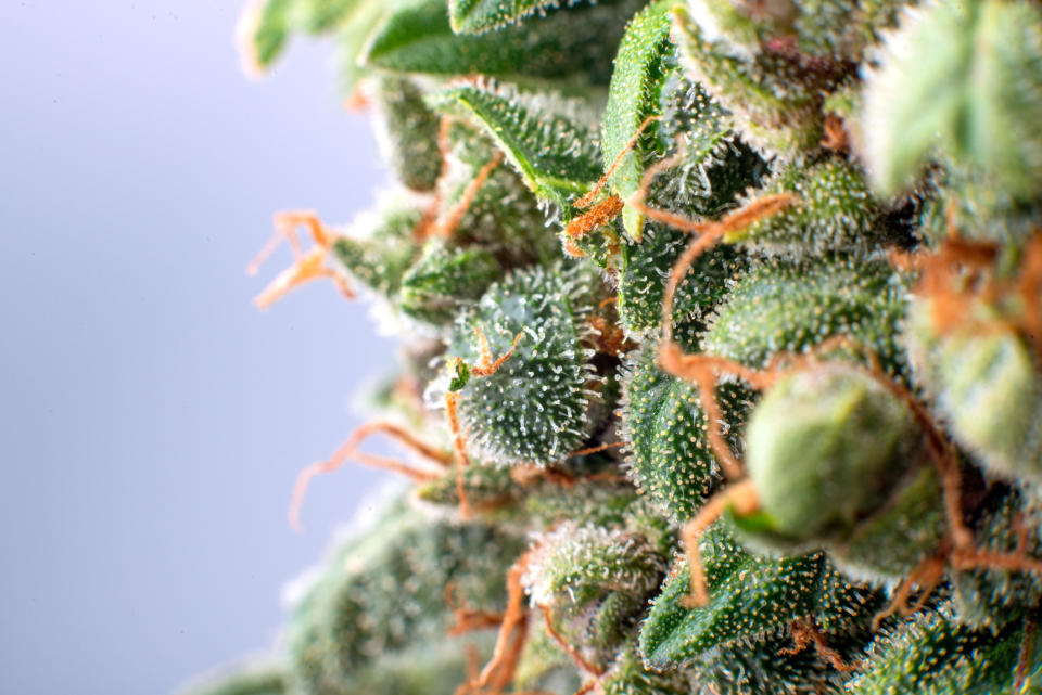 Close up image of a marijuana flower.