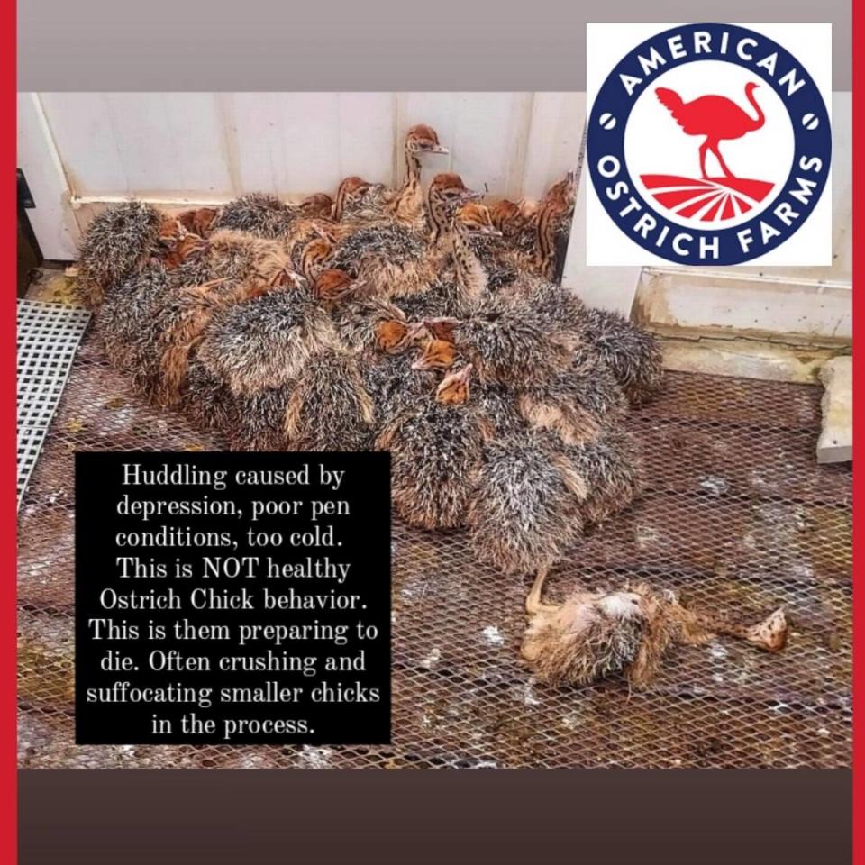 Amanda Worman, a former employee at American Ostrich Farms, took photos in the winter of 2023-24 of conditions she objected to, posted them on social media and sent them to PETA and the Idaho Department of Agriculture. Her overlay text says: “Huddling caused by depression, poor pen conditions, too cold. This is NOT healthy Ostrich Chick behavior. This is them preparing to die. Often crushing and suffocating smaller chicks in the process.”