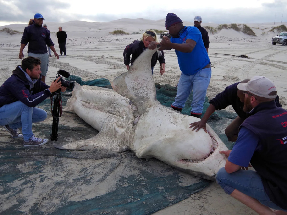 A pair of orcas are hunting great white sharks to eat their livers, causing the ..