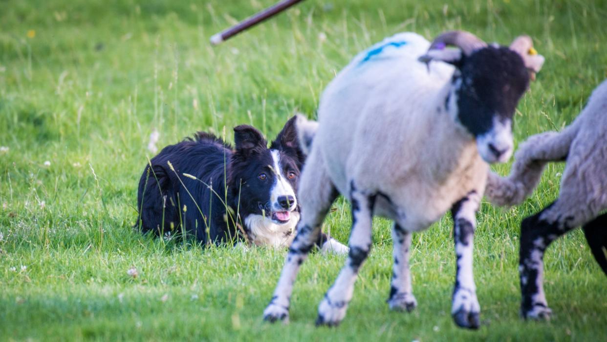 English shepherd watching sheep