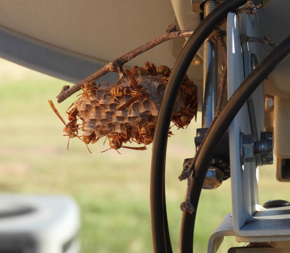 These paper wasps are sitting on their paper-mache nest built under the base of an old satellite dish. The nest is still attached to a small twig that became wedged in the dish. The scientific name is Polistes exclamans, which translates to "citizen crying out."