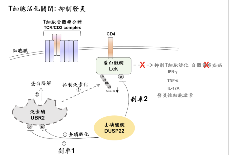 國衛院說明DUSP22 對人體做機轉，可產生雙重煞車手續。圖／國衛院提供