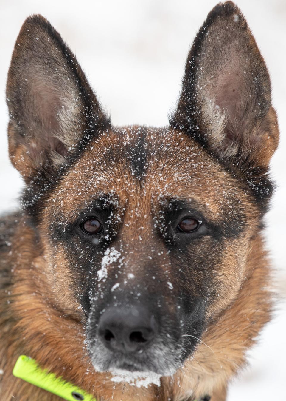 Fern, a German Shepherd, looks on with snow on her face after playing near Dog Hill at Cherokee Park after a few inches of snow fell on Thursday. Jan. 6, 2022