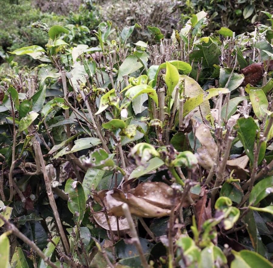 ▲受到年初乾旱影響茶葉出現駐芽及發芽率不佳等現象。（記者王苡蘋翻攝）