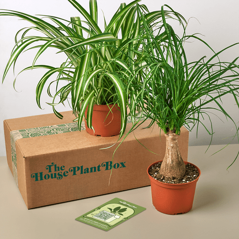 <p>The House Plant Box</p>