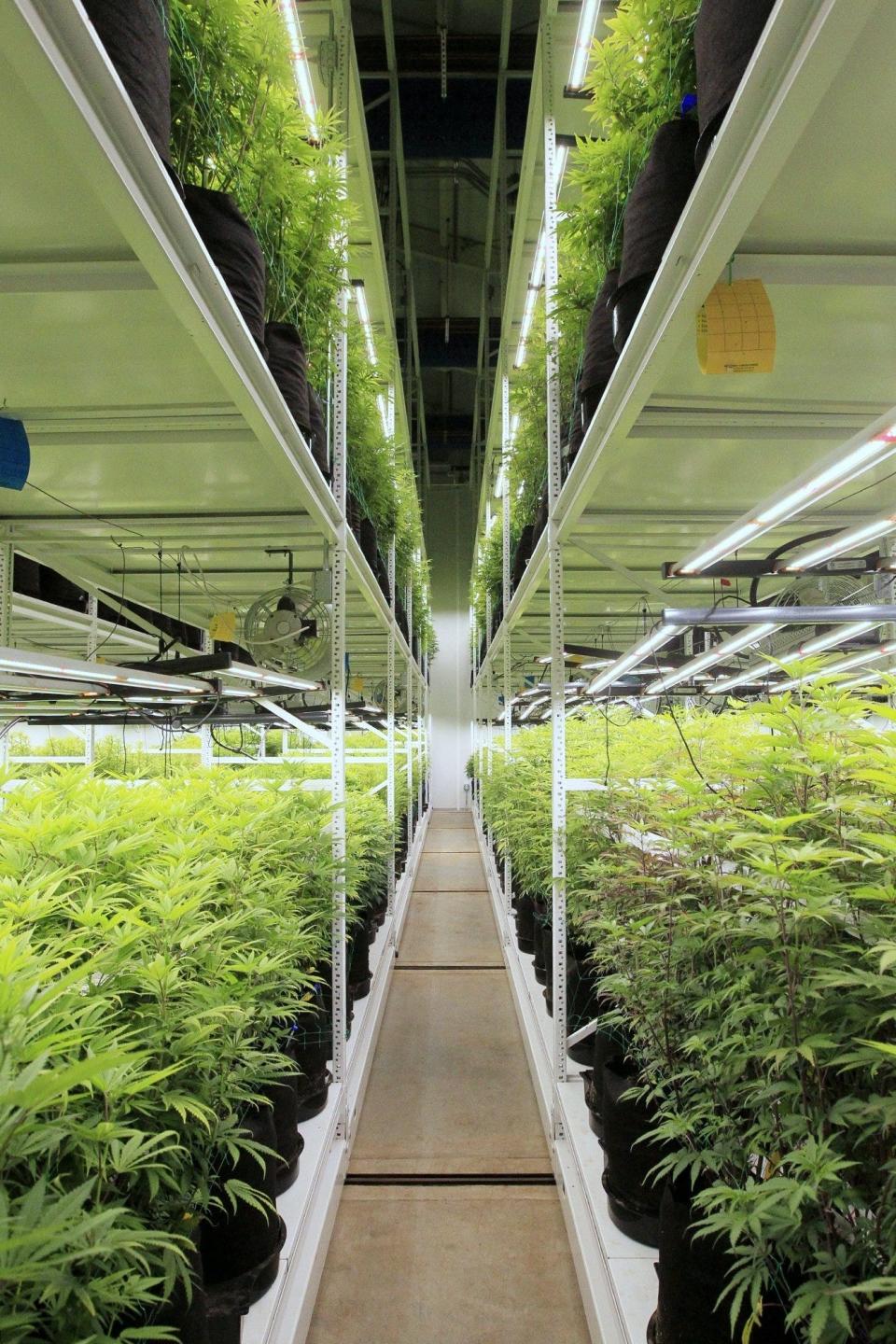 A production room in Galenas, Ohio a medical marijuana cultivation facility in Akron.