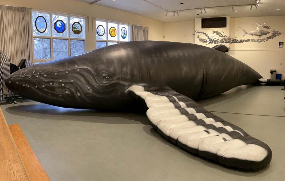 This 44-foot inflatable humpback whale is available to walk through Wednesday at the Cape Cod Museum of Natural History.