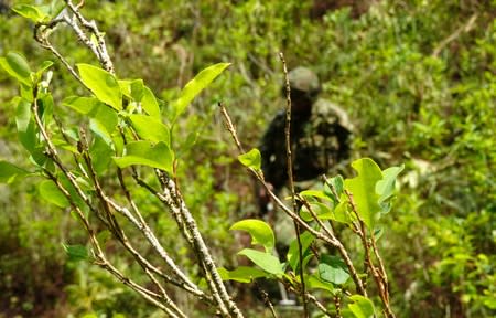 A soldier of the Colombian National Army stands guard during an operation to eradicate coca plants at a plantation in Taraza