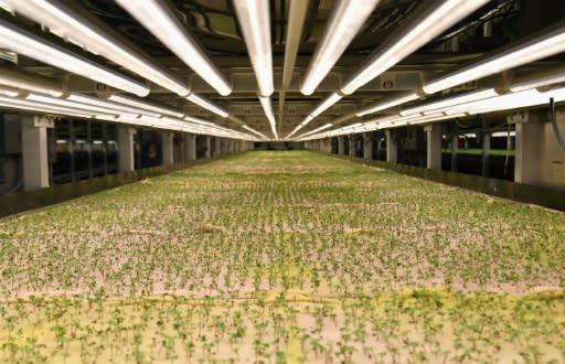 Micro greens -- tiny seedlings of plants such as fennel, radish or coriander usually harvested when they are full size -- are already being grown underground