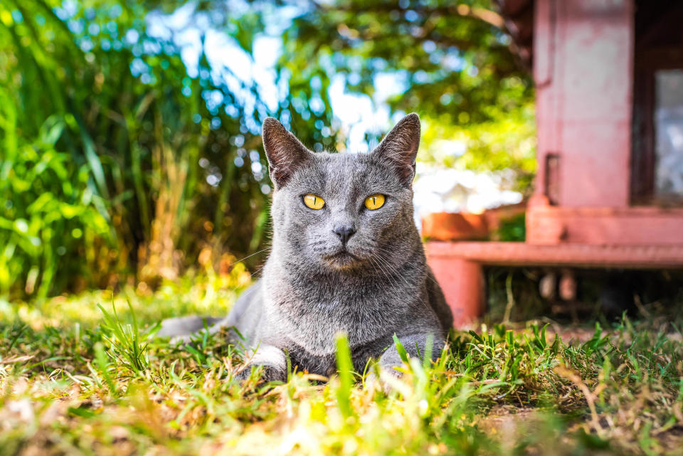 <p>A grey kitty sits in the shade at the Lanai Cat Sanctuary in Hawaii. (Photo: Andrew Marttila/Caters News) </p>