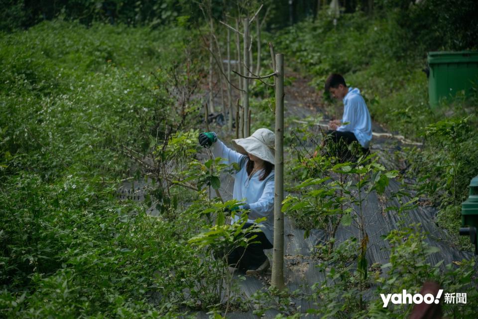 這對 98 年出生的情侶看好香港農業，決定踏上務農之路。