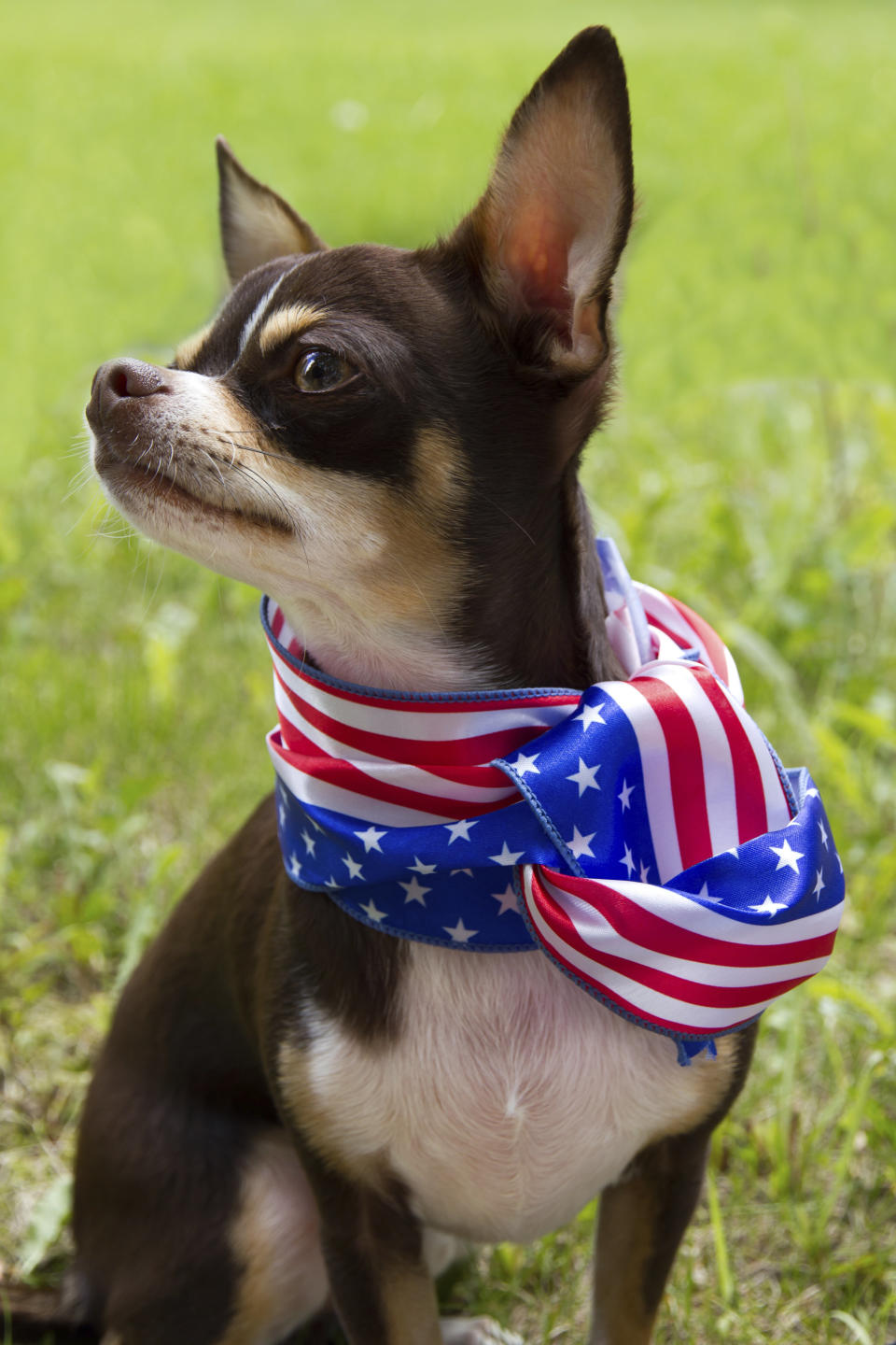 Funny chihuahua  with patriotic ribbon around the neck.