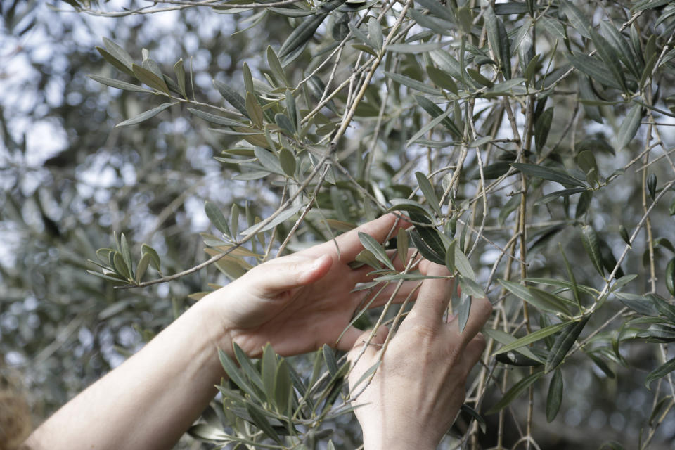 Lucia Iannotta, head of an olive farm, checks an olive tree branch in at the family business' grove, in Capocroce, Italy, Thursday, Feb. 16, 2017. From specialty shops in Rome to supermarkets around the world, fans of Italian olive oil are in for a surprise this year as prices are due to jump by as much as 20 percent. (AP Photo/Gregorio Borgia)