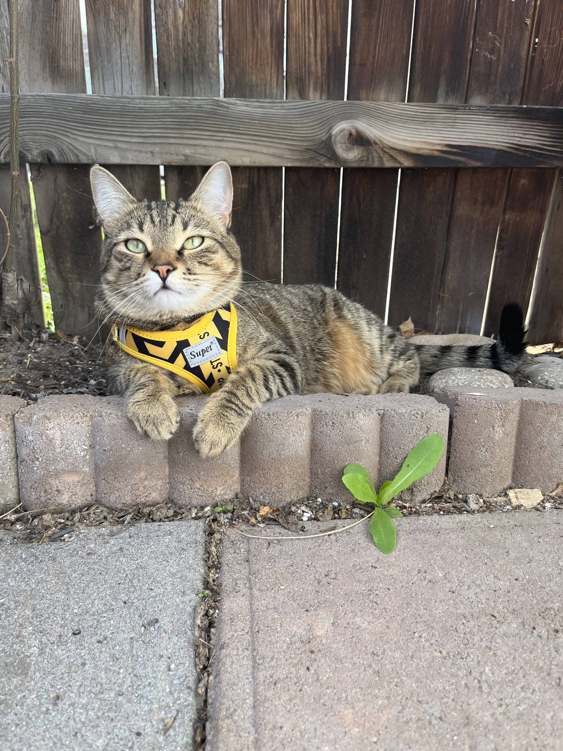 Roo the cat takes the opportunity to relax outdoors and enjoy some fresh air.