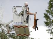 RNPS - REUTERS NEWS PICTURE SERVICE - PICTURES OF THE YEAR 2014 - ODDLY A firefighter holds a red panda (Ailurus fulgens) from its tail while removing it from a tree at a residential area in Kunming, Yunnan province, in this July 3, 2014 file photo. REUTERS/Stringer/Files (CHINA - Tags: ANIMALS ENVIRONMENT SOCIETY TPX IMAGES OF THE DAY) CHINA OUT. NO COMMERCIAL OR EDITORIAL SALES IN CHINA