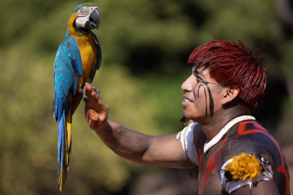 Manapu, a Yawalapiti man, holds a blue-and-yellow macaw (Reuters)