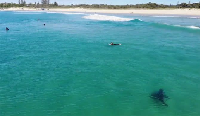 This Drone Footage of Great White Stalking Surfers in New South Wales Is Ultra Creepy