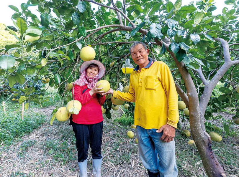 「佳樂觀光果園」的主人張寶山與羅紅英夫妻，以友善耕種方式，悉心栽植大白柚等水果。（圖／焦正德攝）