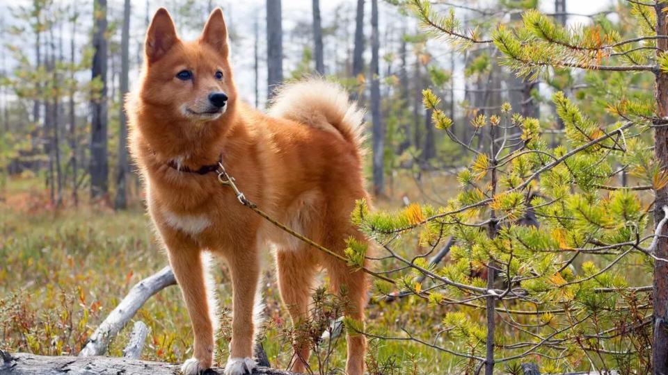 Finnish Spitz standing in woodlands