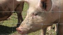 3 little pigs make New Brunswick their home