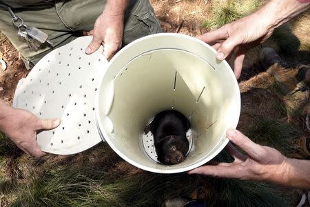 A Tasmanian Devil is inspected in its trap as its prepared for the first shipment of healthy and genetically diverse devils to the island state of Tasmania, at the Devil Ark sanctuary in Barrington Tops on Australia's mainland, November 17, 2015. REUTERS/Jason Reed