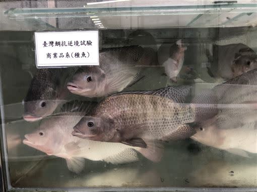 基育生技和海大開發「臺灣鯛生物晶片」， 力推精準農業，可提升3倍經濟價值。(圖/基育生技提供)