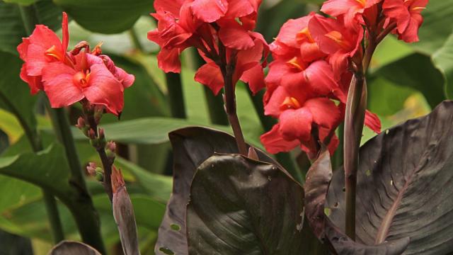 Canna lilies thrive in Erie