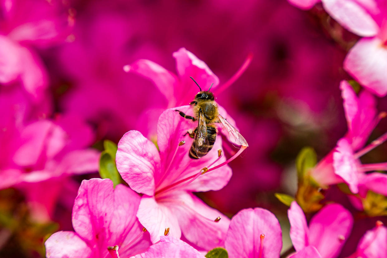 Honey Bee on azaleas Frank Bienewald/LightRocket via Getty Images