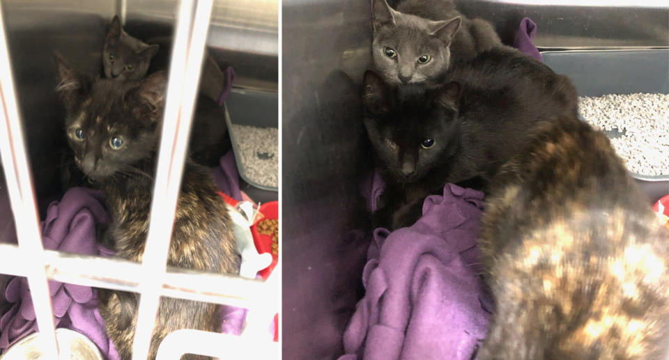 The RSPCA says the cats are doing much better since being taken in. Source: RSCPA South Australia