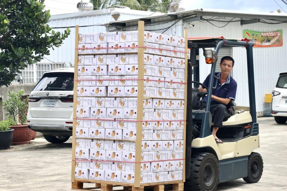 台南市高品質芒果近日將銷往新加坡唐吉訶德及新加坡網購通路販售，總共700多箱約4公噸的台南愛文芒果，於今日封裝進櫃，   圖：台南市政府提供