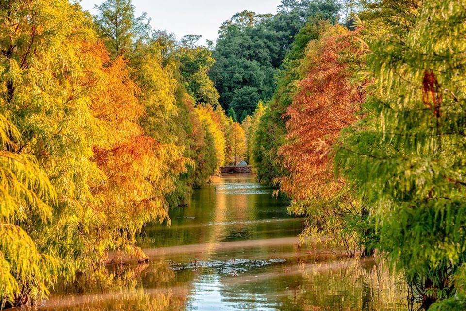 三灣的落羽松種植在水中，園區規劃完善的步道方便拍照取景。圖：IG@jiazhengwang6968／攝影授權