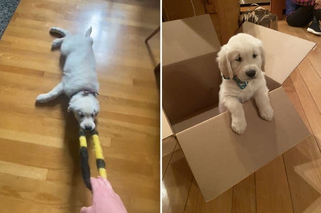 This golden retriever puppy loves to play a very lazy version of tug of war