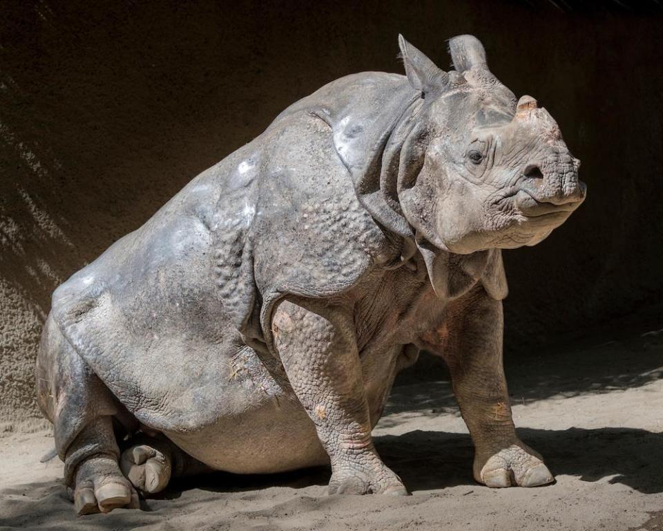 Randa's horn was removed at the age of 40 due to an aggressive skin cancer (Jamie Pham/Los Angeles Zoo via AP)