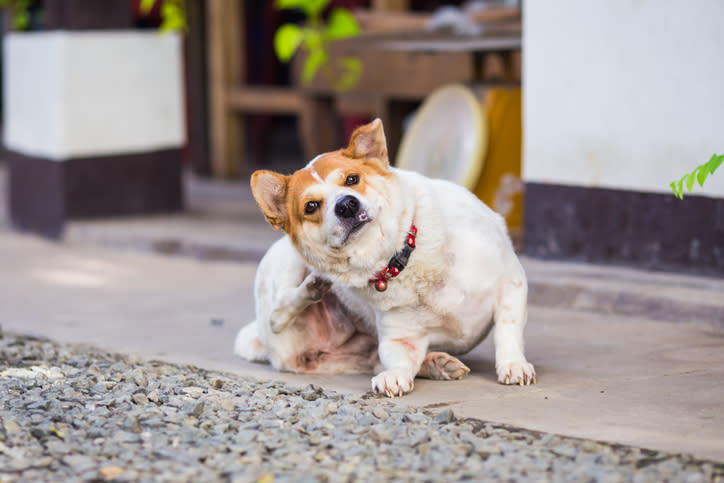 Por cuestiones del ambiente o por productos del hogar, tu cachorro podría sufrir alguna alergia. – Foto: Natee127/Getty Images