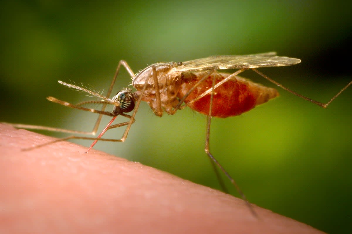 A mosquito sits on human skin. Infected mosquitoes pass the virus to humans, with severe consequences including death. ((James Gathany/CDC via AP))