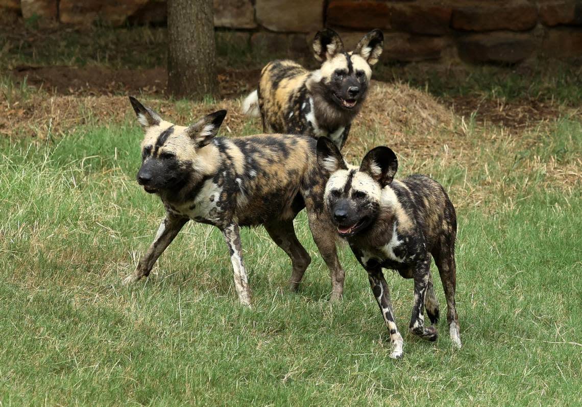 Three of the four African painted dogs run around their habitats at the Fort Worth Zoo’s new exhibit Predators of Asia & Africa on Tuesday, June 20, 20-22. The exhibit features seven species, including African lions, cheetahs, Sumatran tigers and more. Amanda McCoy/amccoy@star-telegram.com