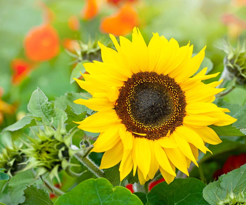 sunflowers