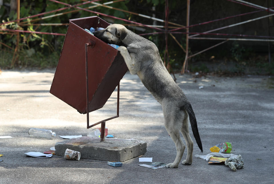 <p>A tagged stray dog sniffs for food in a trash can outside the workers’ cafeteria inside the exclusion zone at the Chernobyl nuclear power plant on Aug. 18, 2017, near Chernobyl, Ukraine. (Photo: Sean Gallup/Getty Images) </p>