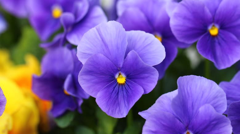 violet flower close-up