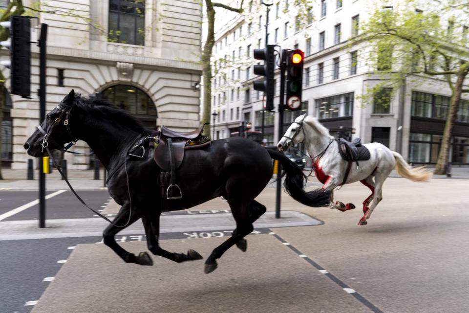 Domestic cavalry horses Vida (grey) and Trojan (black) run through the streets of London near Aldwych (Jordan Pettitt/PA) (PA Wire)