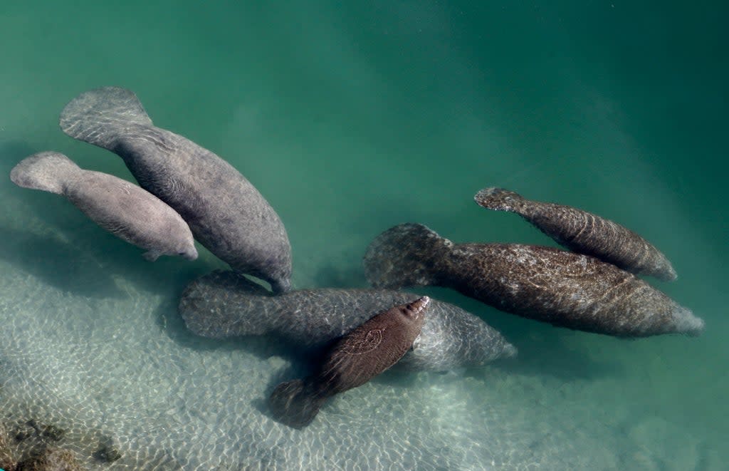 Dying Manatees (Copyright 2018 The Associated Press. All rights reserved.)